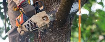Pest Control for Lawns in Ashtabula, OH
