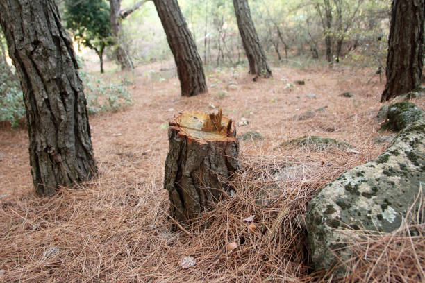 How Our Tree Care Process Works  in  Ashtabula, OH